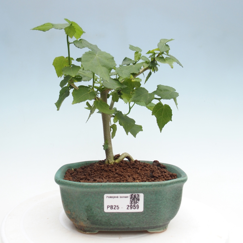 Bonsaï d'intérieur - Malvaviscus arboreus