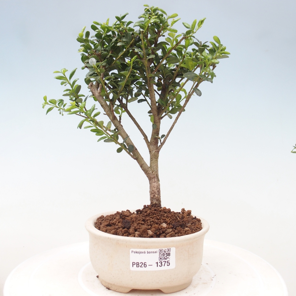 Bonsaï de chambre - Ilex crenata - Houx
