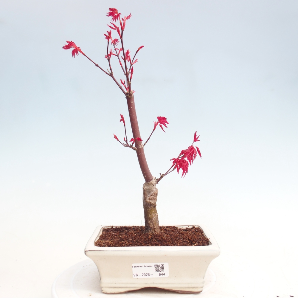 Bonsaï d'extérieur - Acer palmatum DESHOJO