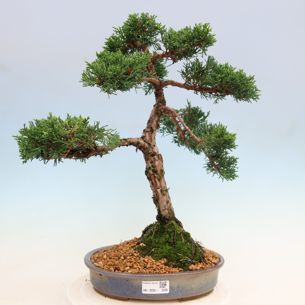 Bonsaï d'extérieur - Juniperus chinensis Kishu
