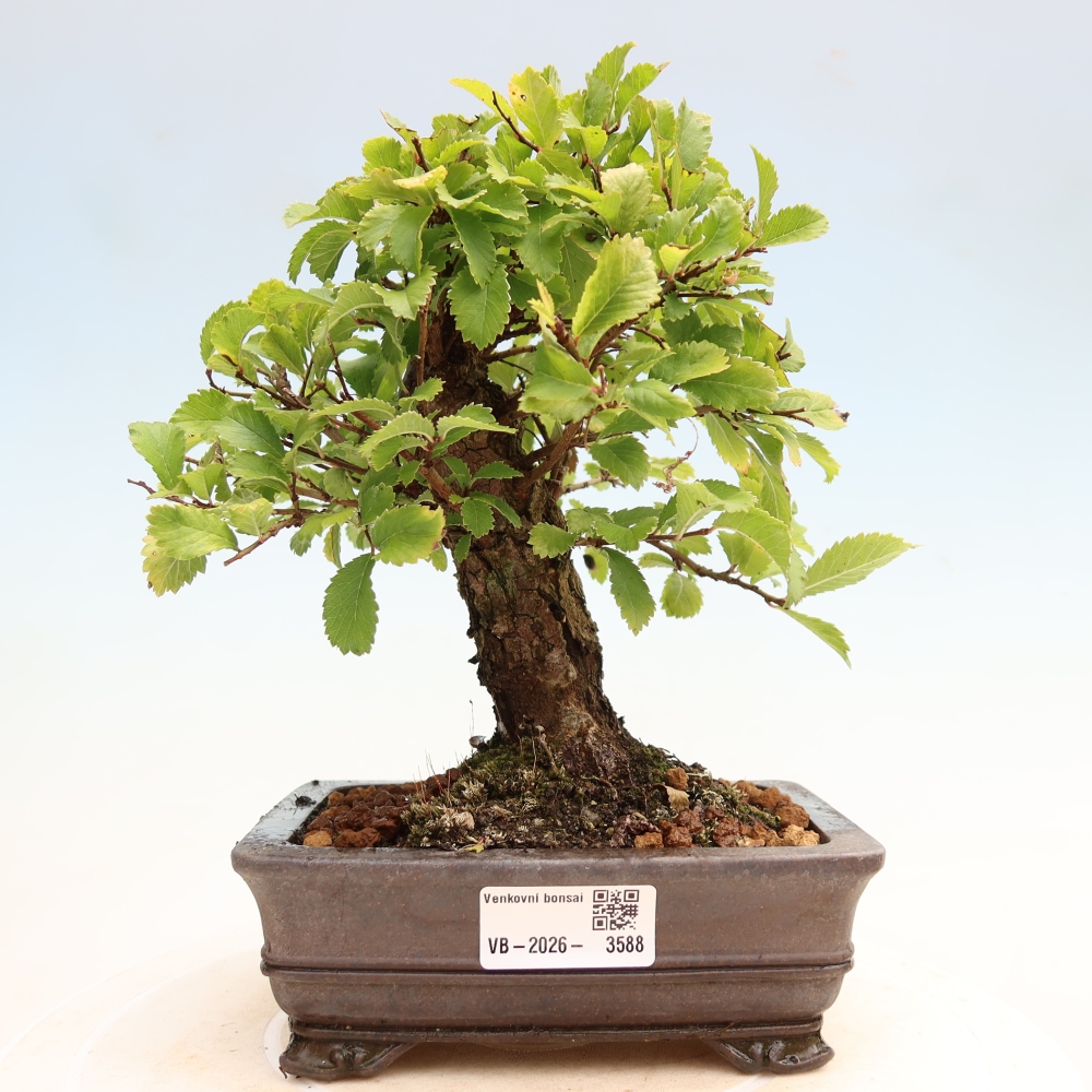 Bonsaï d'extérieur - Zelkova - Zelkova NIRE