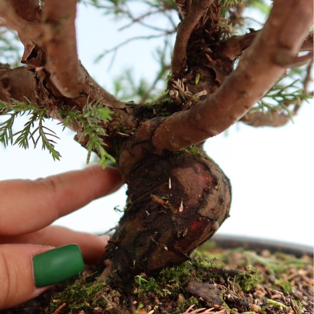 Bonsaï d'extérieur - Juniperus chinensis Itoigawa-Juniperus chinensis