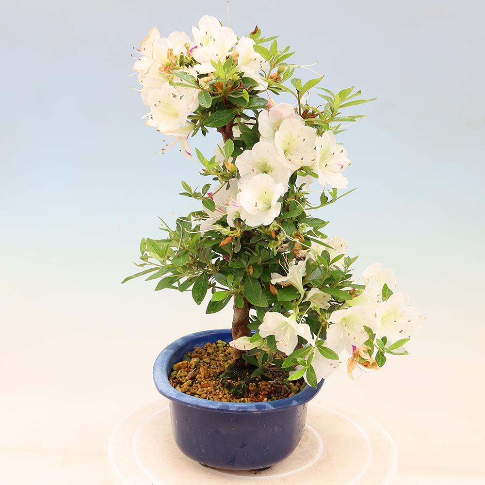 Bonsaï d'extérieur - Azalée japonaise - Azalea Yukigesho