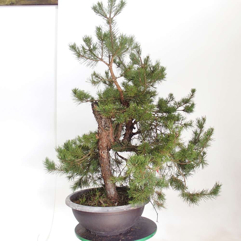 Yamadori - Pinus sylvestris Espagne