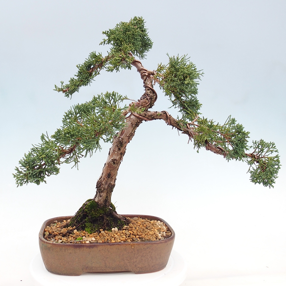 Bonsaï d'extérieur - Juniperus chinensis Kishu