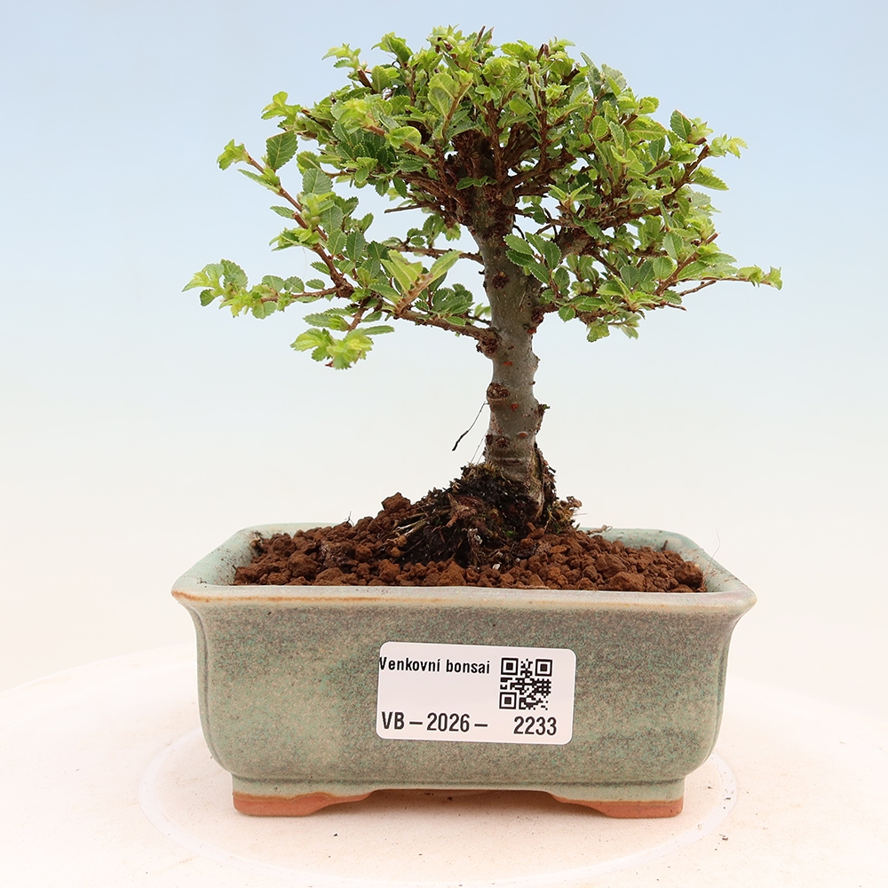 Bonsaï d'extérieur - Ulmus parvifolia Sagei - Orme à petites feuilles