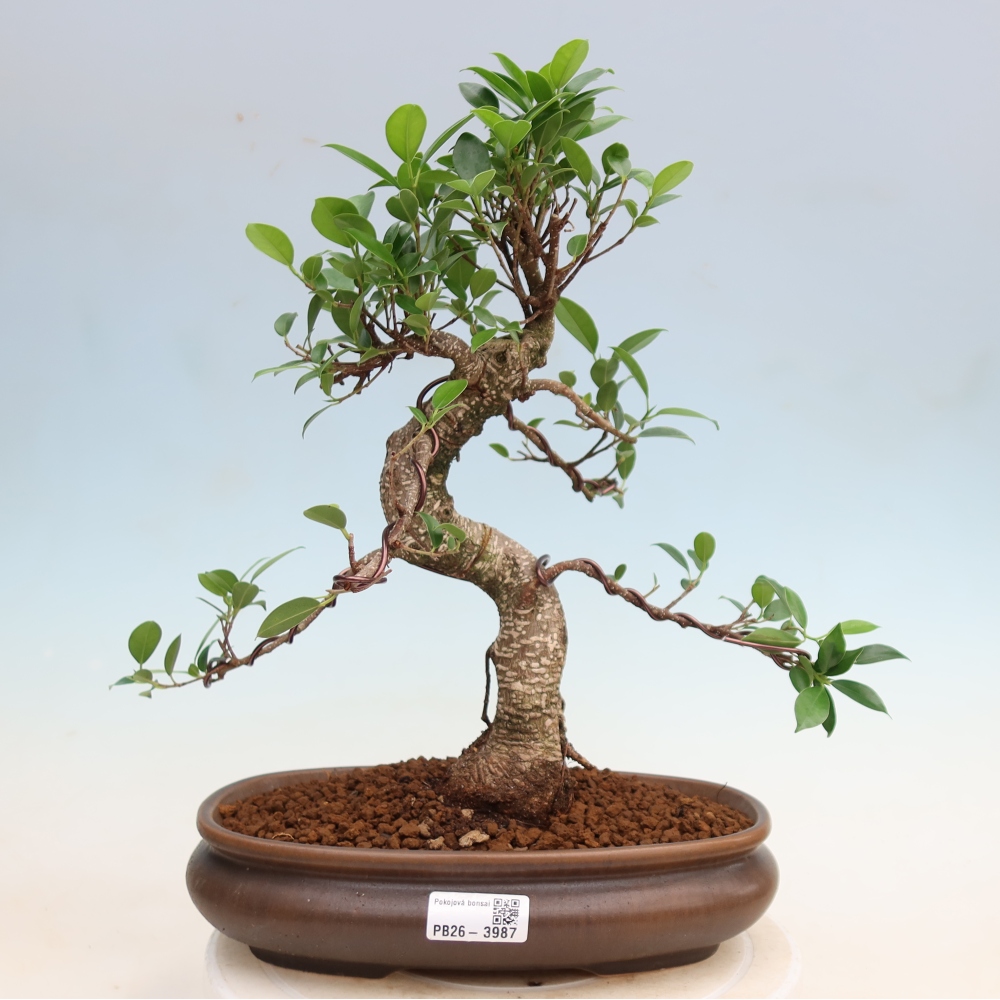 Salle bonsaï - Ficus kimmen - ficus à petites feuilles
