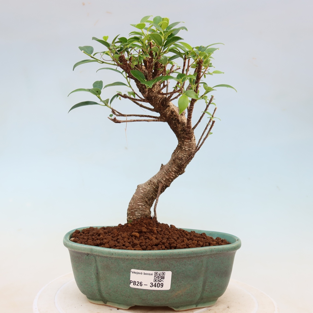 Salle bonsaï - Ficus kimmen - ficus à petites feuilles