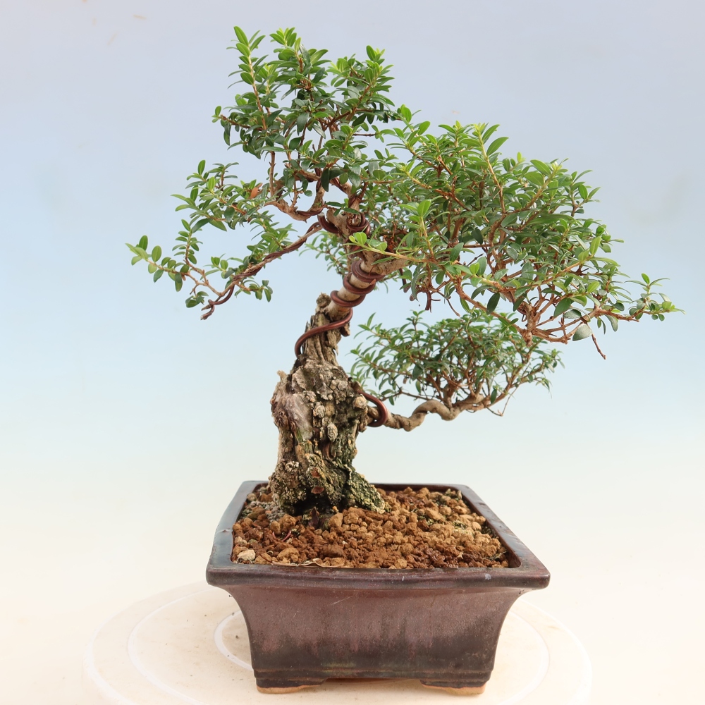 Bonsaï de chambre - Myrtus communis - Myrte