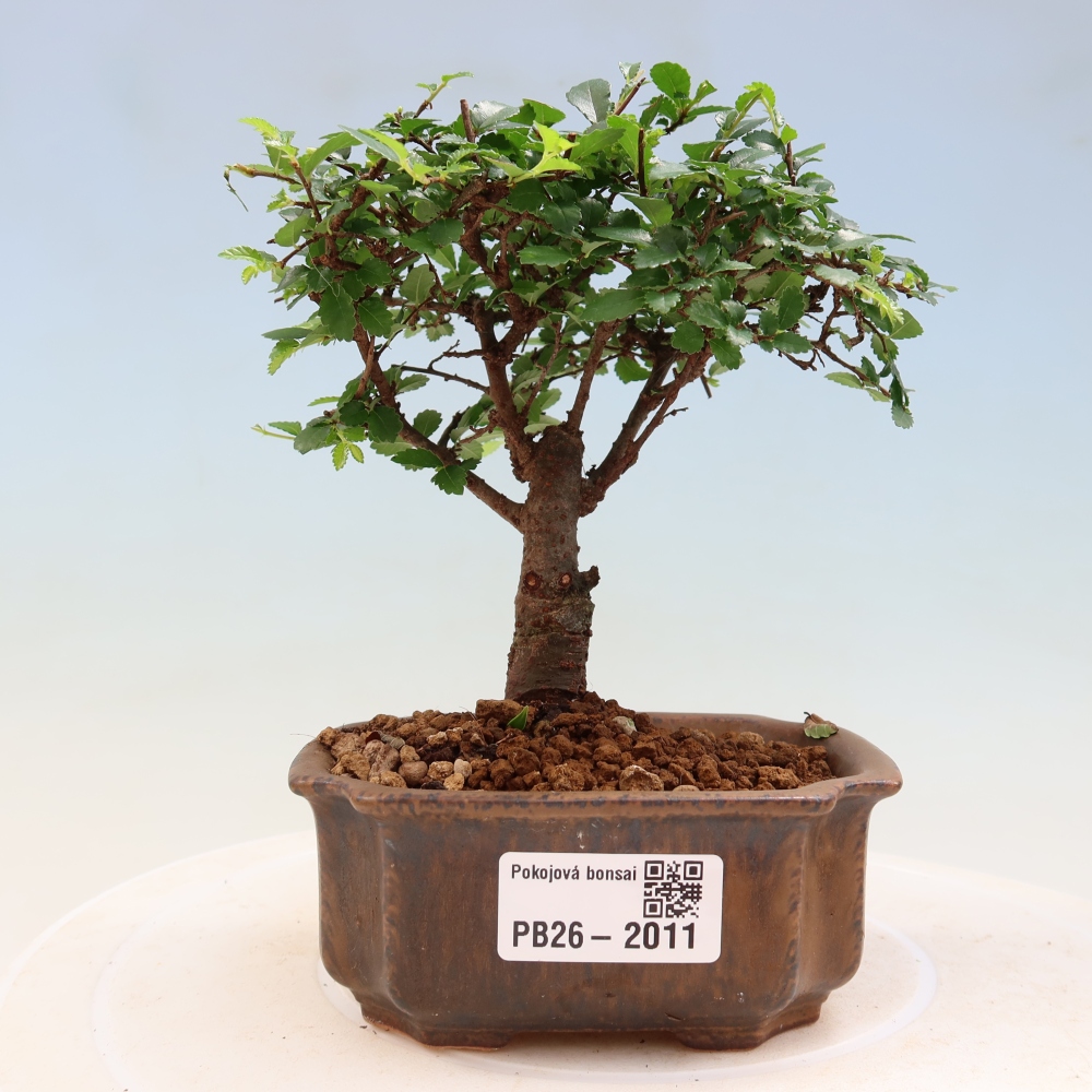 Bonsaï de chambre - Ulmus parvifolia - Orme à petites feuilles