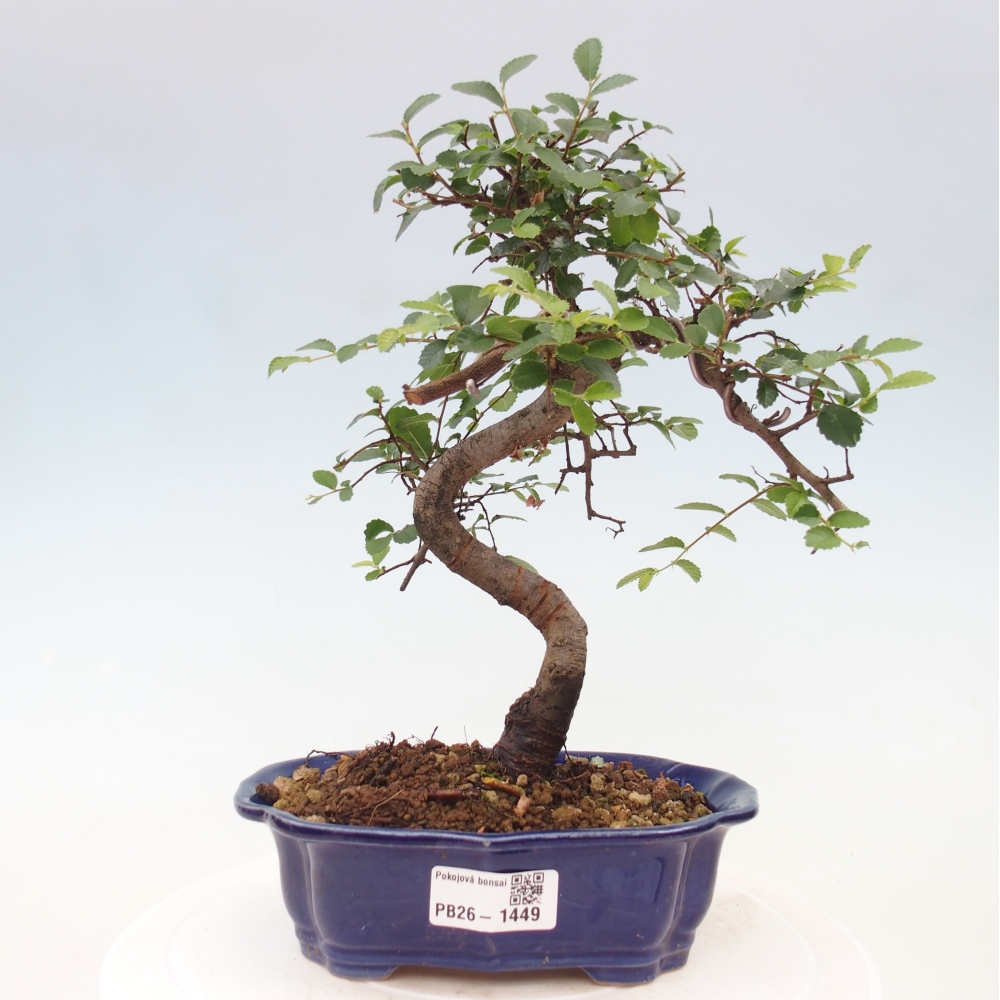 Bonsaï de chambre - Ulmus parvifolia - Orme à petites feuilles