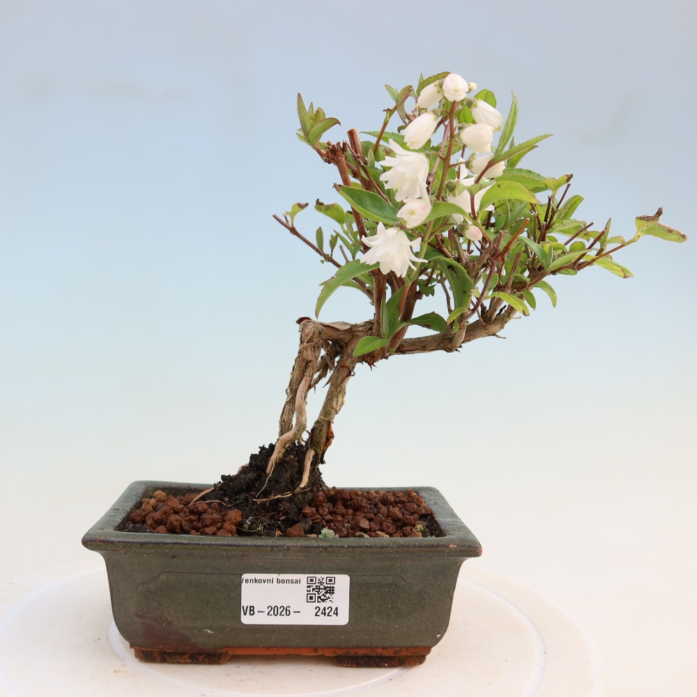 Bonsaï d'extérieur - Deutzia scabra Candidissima - Trojpuk