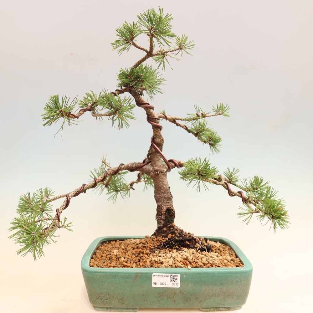 Bonsaï d'extérieur - Pinus mugo Humpy  - Pin nain