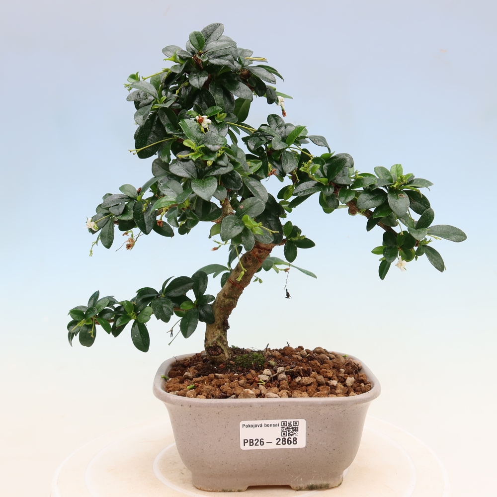 Bonsaï de chambre - Carmona macrophylla - Tea fuki