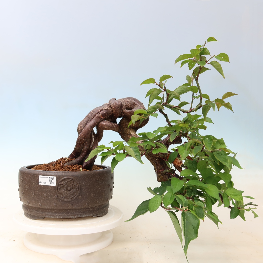 Bonsaï d'extérieur - Abricotier japonais - Prunus Mume