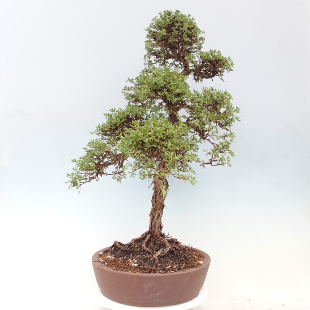 Bonsaï d'extérieur - Potentila fruticosa