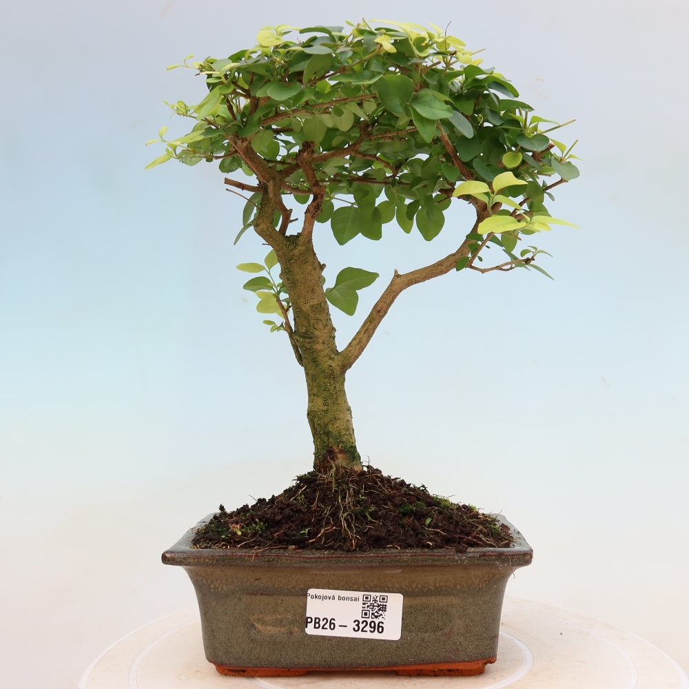 Bonsaï de chambre -Ligustrum chinensis - Bec d'oiseau