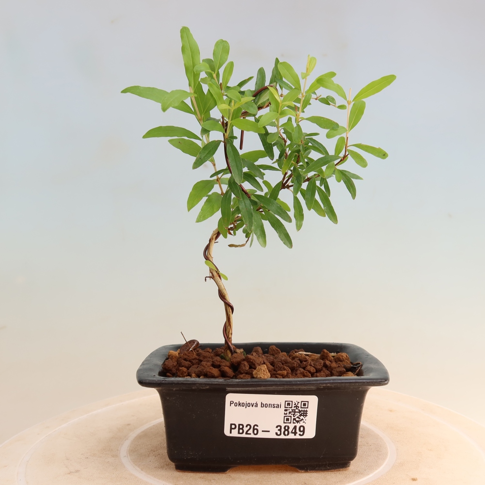 Bonsaï de chambre-PUNICA granatum nana-Pomme grenat