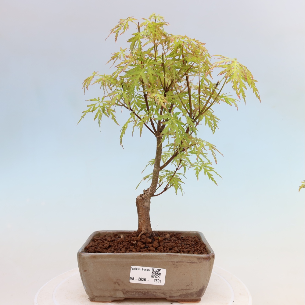 Bonsaï d'extérieur - Acer palmatum Dissectum