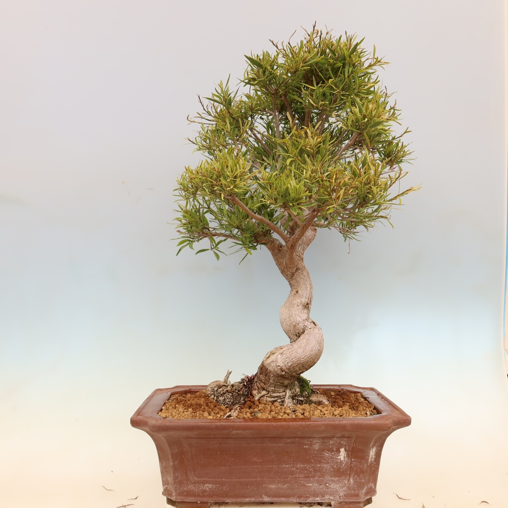 Salle bonsaï - Ficus nerifolia - ficus à petites feuilles