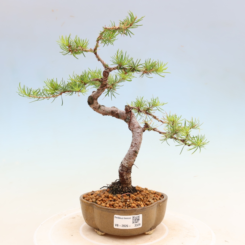 Bonsaï d'extérieur -Larix decidua - Mélèze