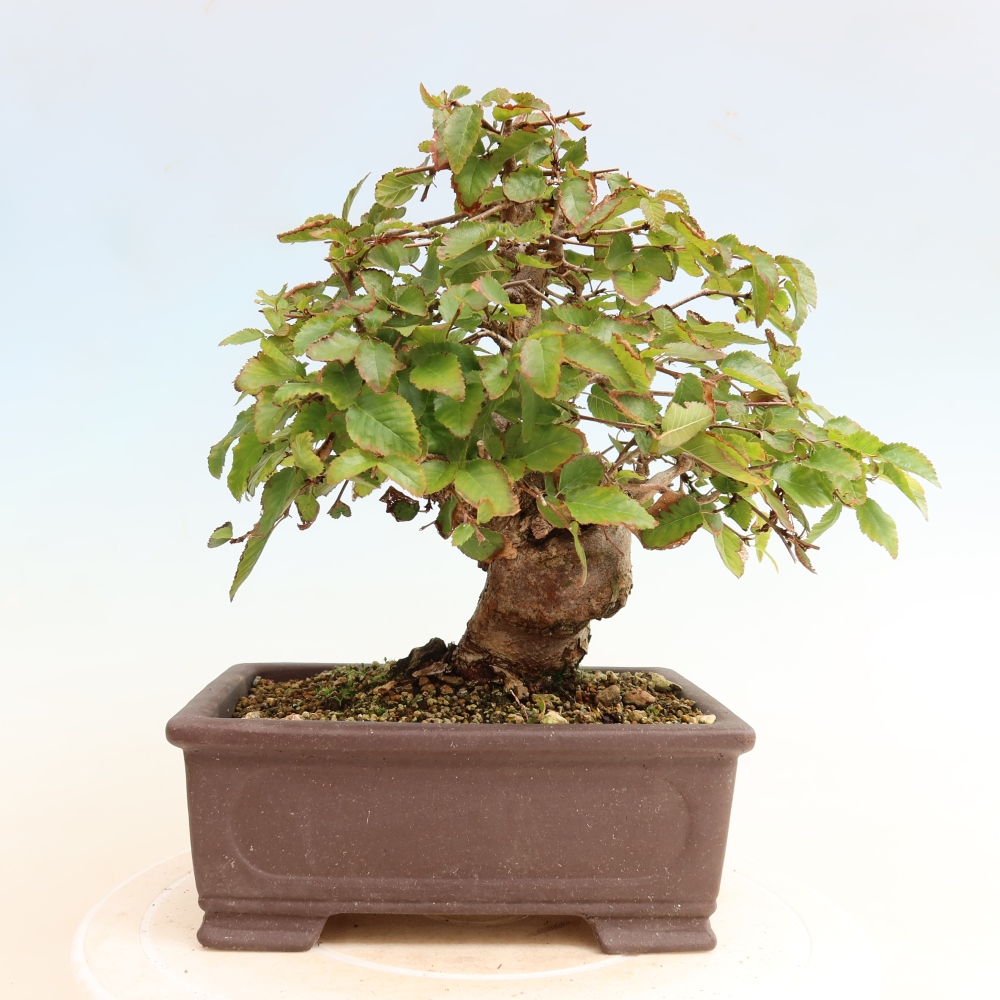 Bonsaï d'extérieur -Carpinus CARPINOIDES - Charme de Corée