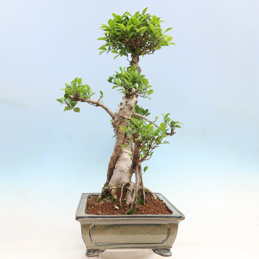 Salle bonsaï - Ficus kimmen - ficus à petites feuilles