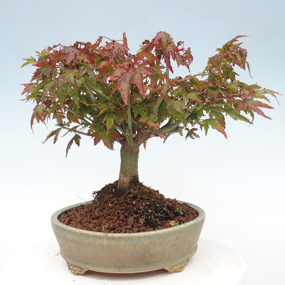 Acer palmatum KIOHIME - Érable palmé