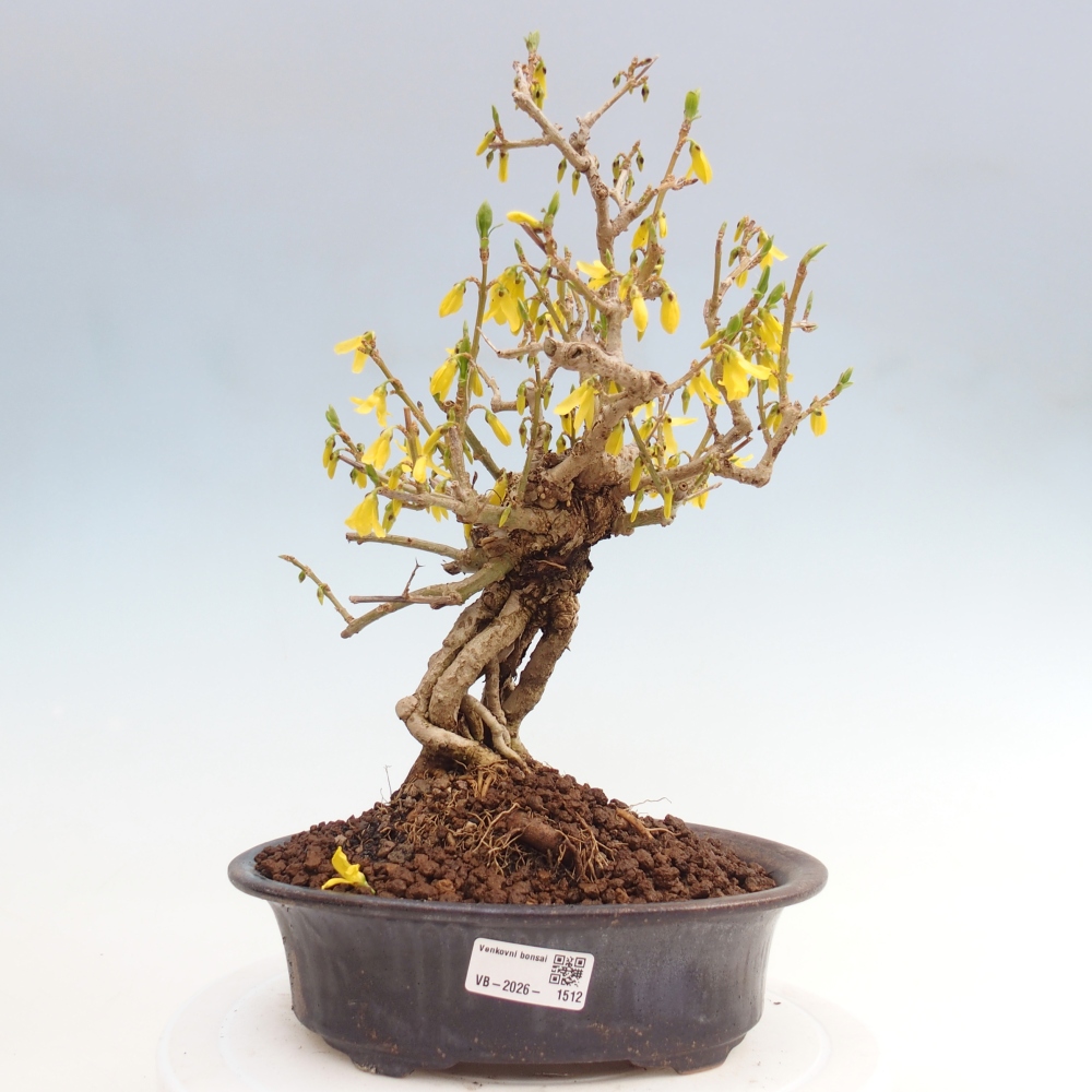Bonsaï d'extérieur - Zlatice - Forsythia koreana