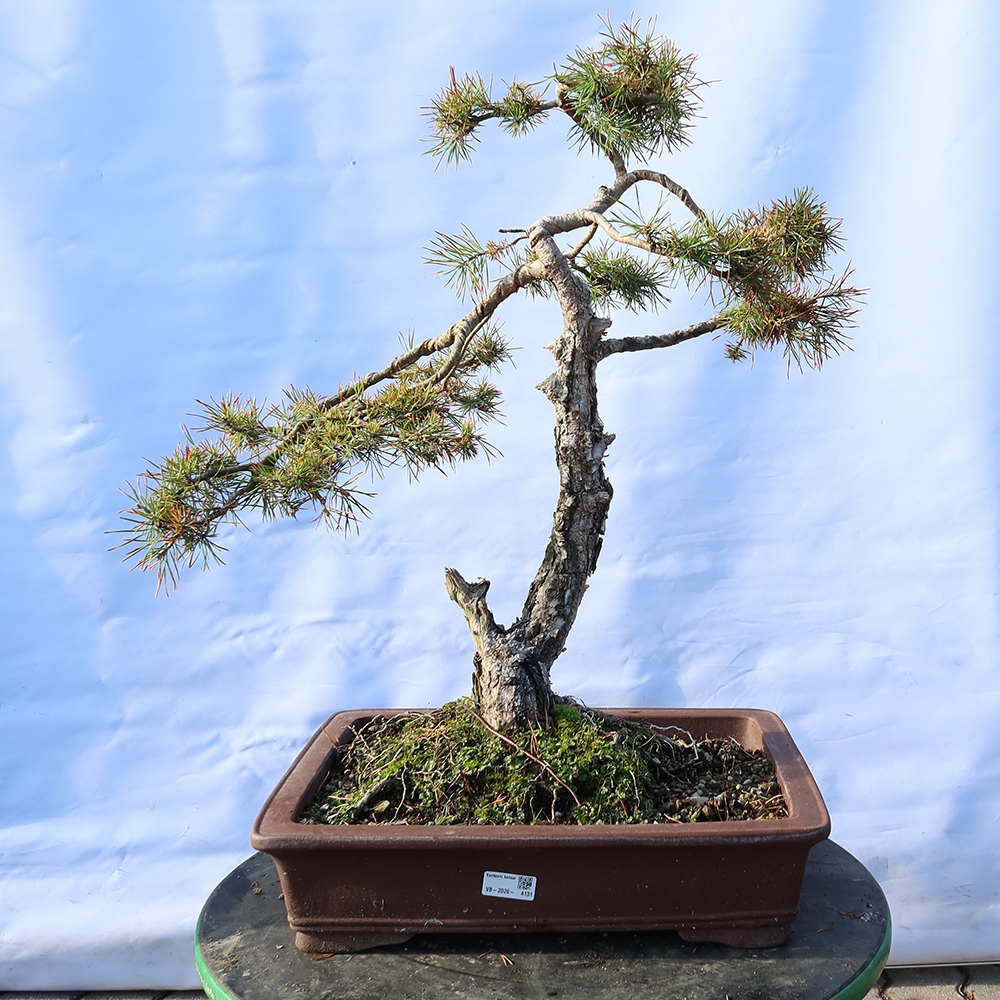 Pinus sylvestris Espagne - pin sylvestre