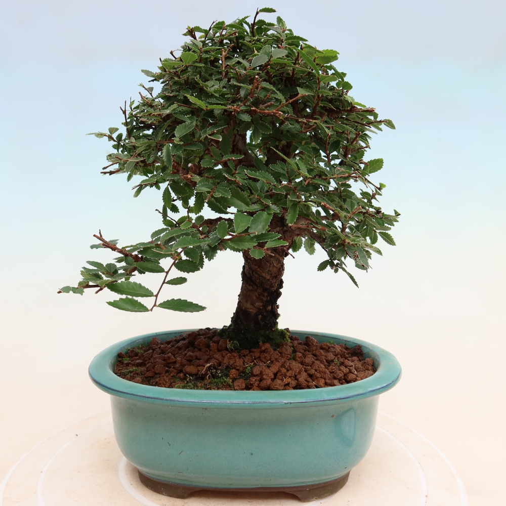 Bonsaï d'extérieur - Zelkova - Zelkova NIRE