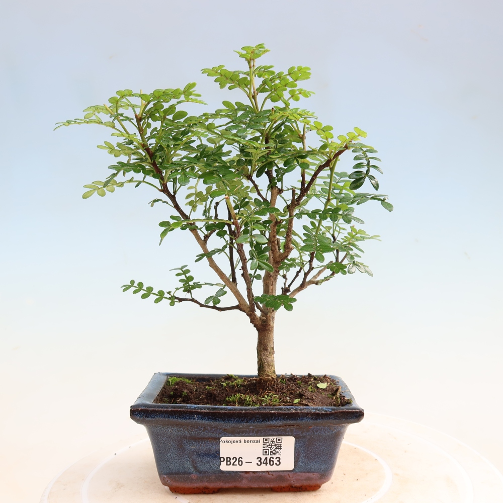 Salle bonsaï - Zantoxylum piperitum - arbre à poivre