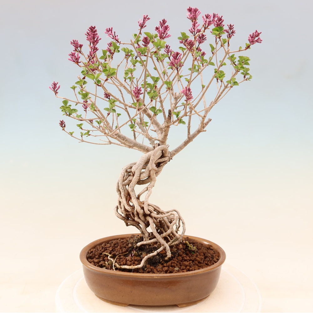 Bonsaï d'extérieur - Syringa microphylla - lilas à petites fleurs