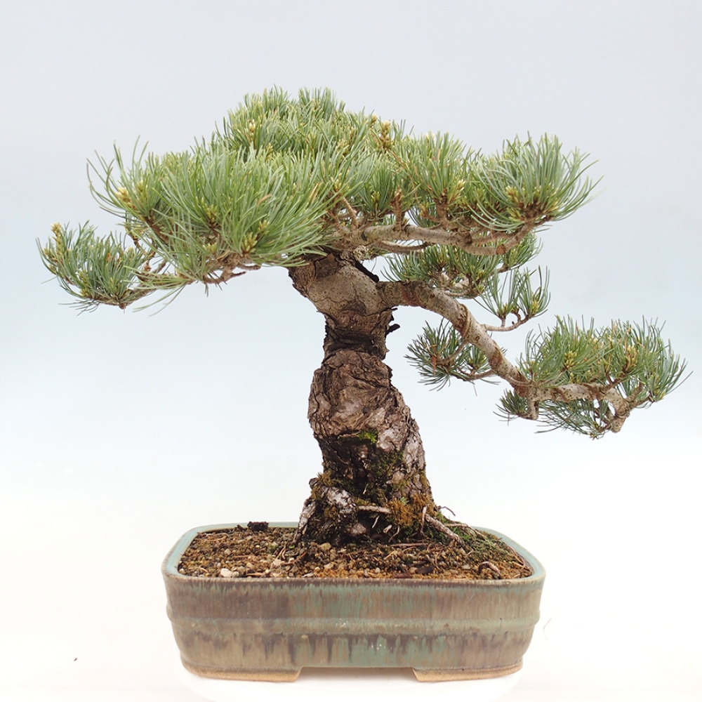 Bonsaï d'extérieur - Pinus parviflora - Pinus parviflora