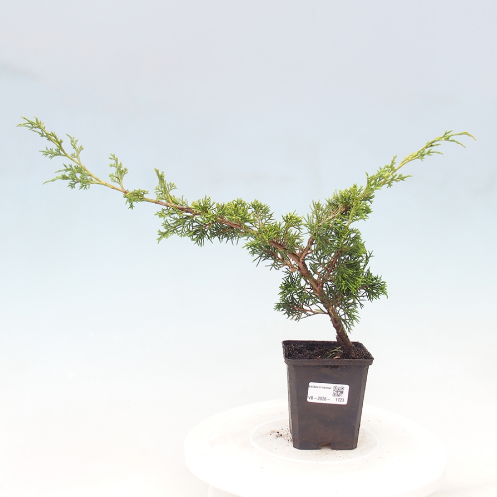 Bonsaï d'extérieur - Juniperus chinensis Itoigawa