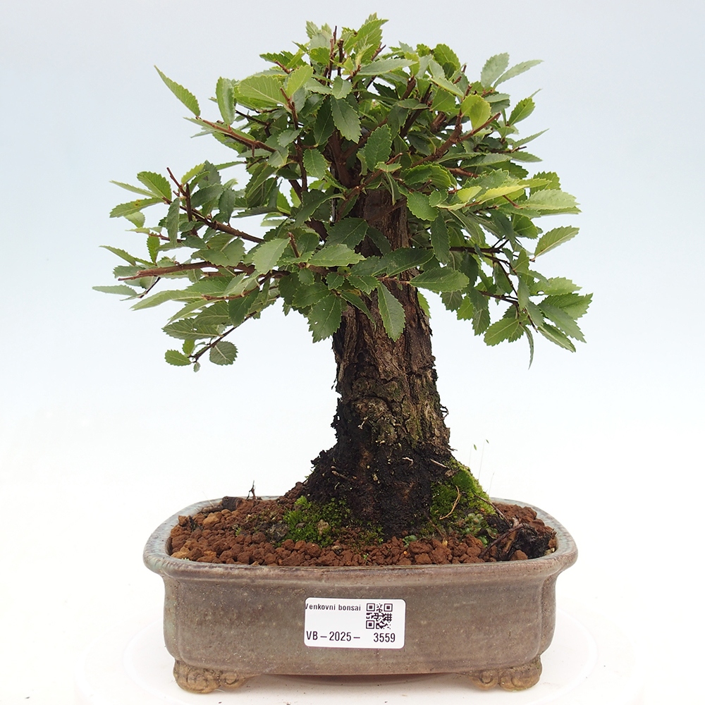 Bonsaï d'extérieur - Zelkova - Zelkova NIRE