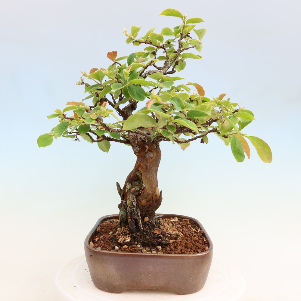 Bonsaï d'extérieur - Pseudocydonia sinensis - cognassier chinois