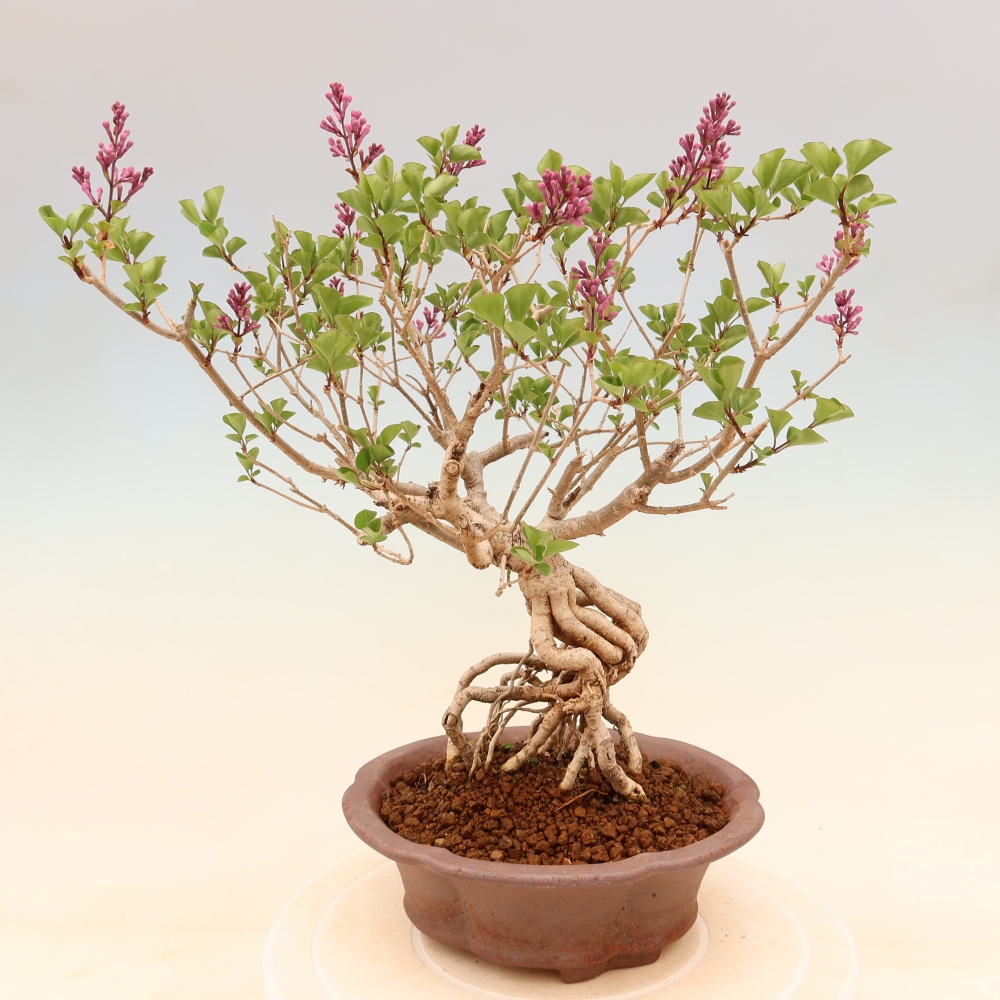Bonsaï d'extérieur - Syringa microphylla - lilas à petites fleurs