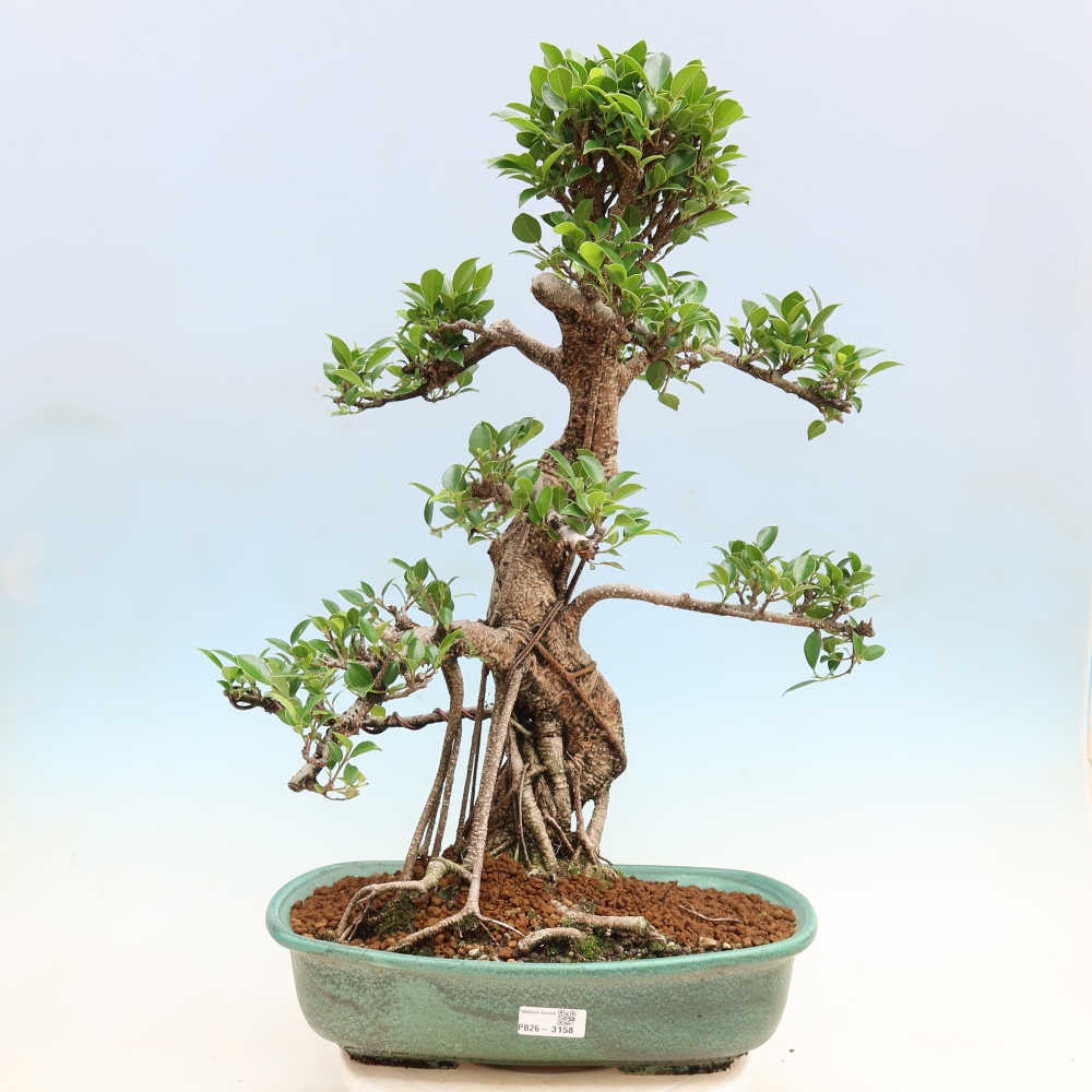 Salle bonsaï - Ficus kimmen - ficus à petites feuilles
