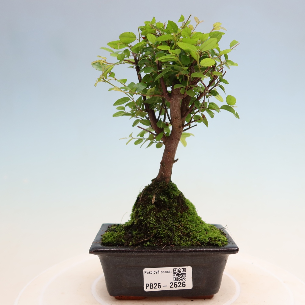 Bonsaï de chambre - Sageretia thea - Sageretia thea