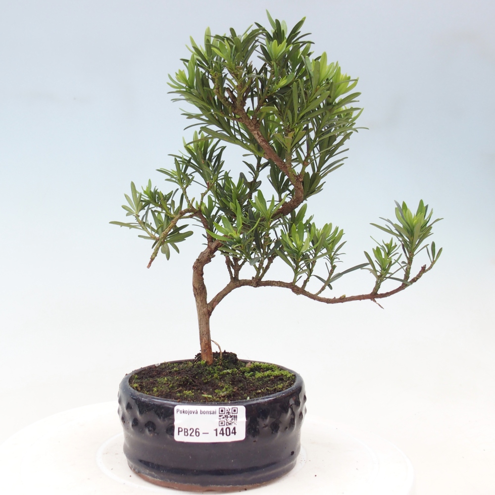 Salle bonsaï - Podocarpus - If en pierre
