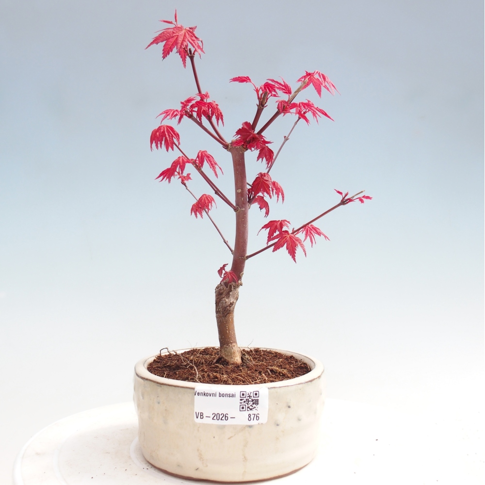 Bonsaï d'extérieur - Acer palmatum DESHOJO