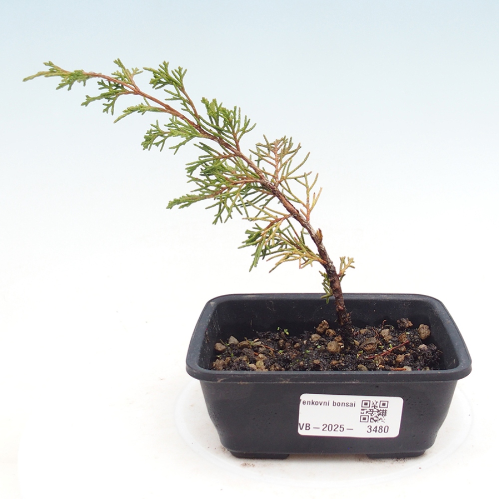 Bonsaï d'extérieur - Juniperus chinensis Itoigawa