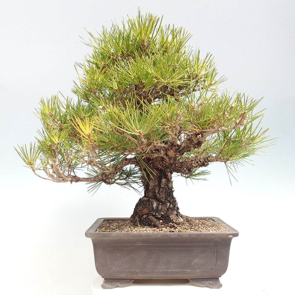 Bonsaï d'extérieur - Pinus thunbergii - Pin de Thunberg