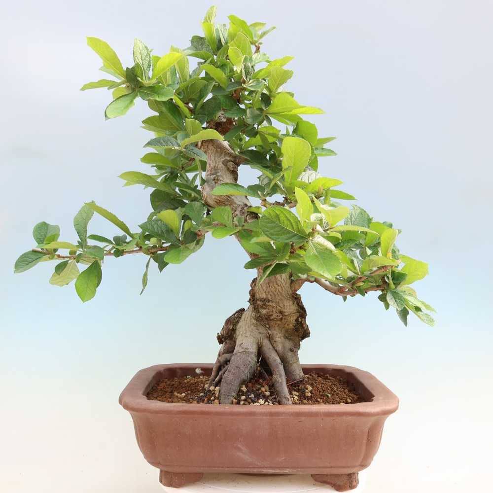 Bonsaï d'extérieur - Photinia villosa
