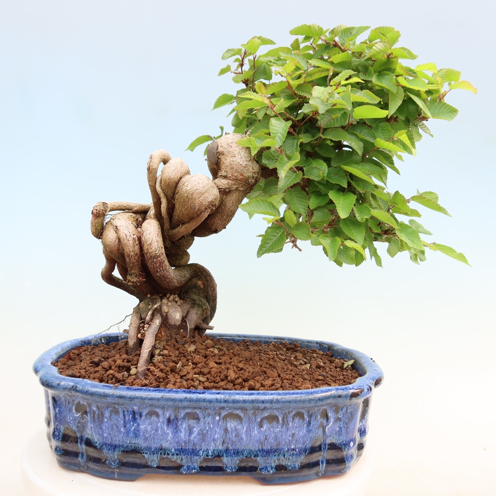 Bonsaï d'extérieur -Carpinus Coreana - Charme de Corée