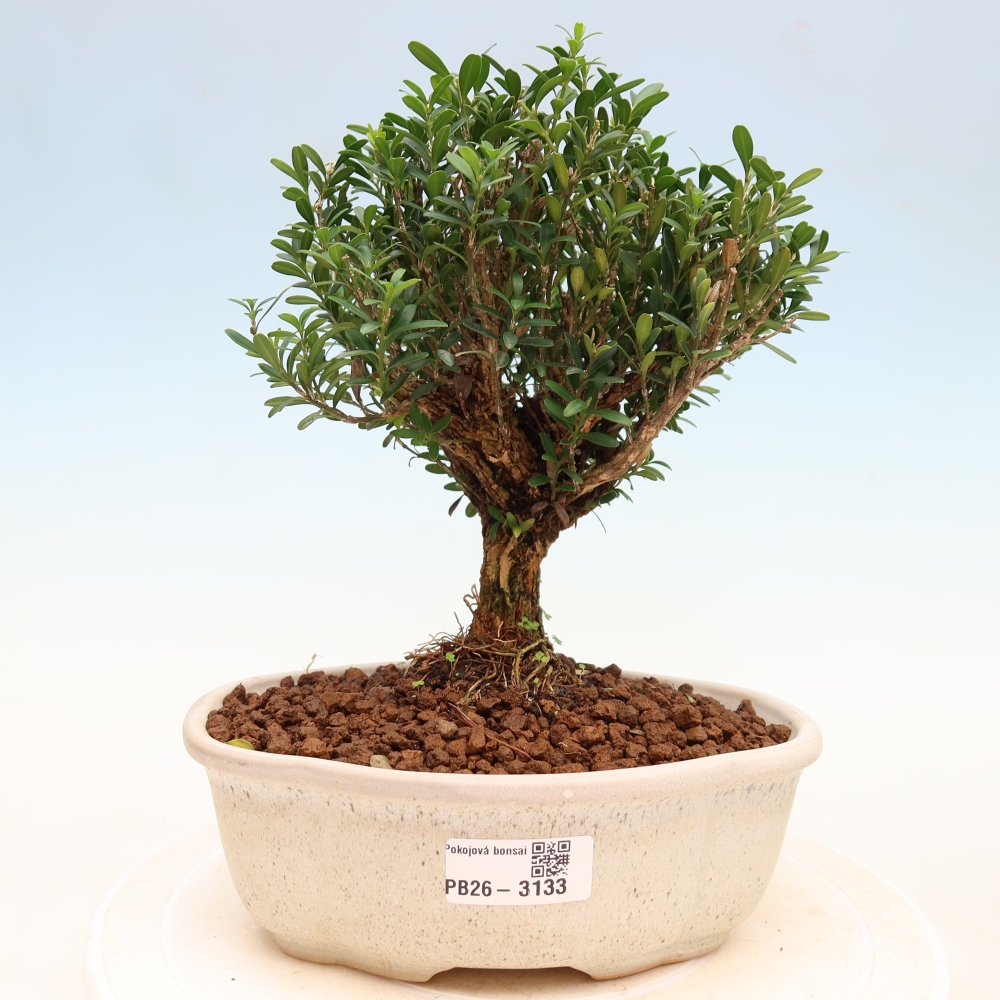Bonsaï de chambre - Buxus harlandii - buxus liège