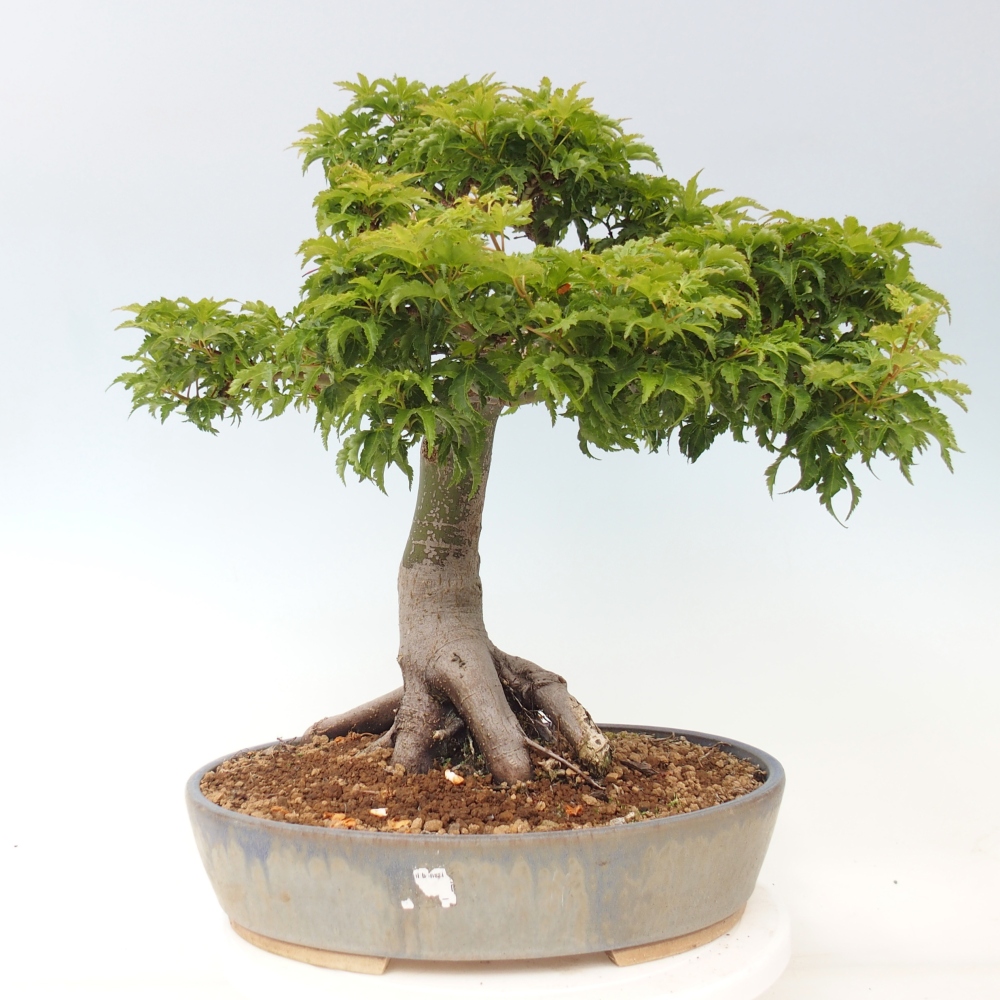 Bonsaï d'extérieur -Javor palm Acer palmatum Shishigashira