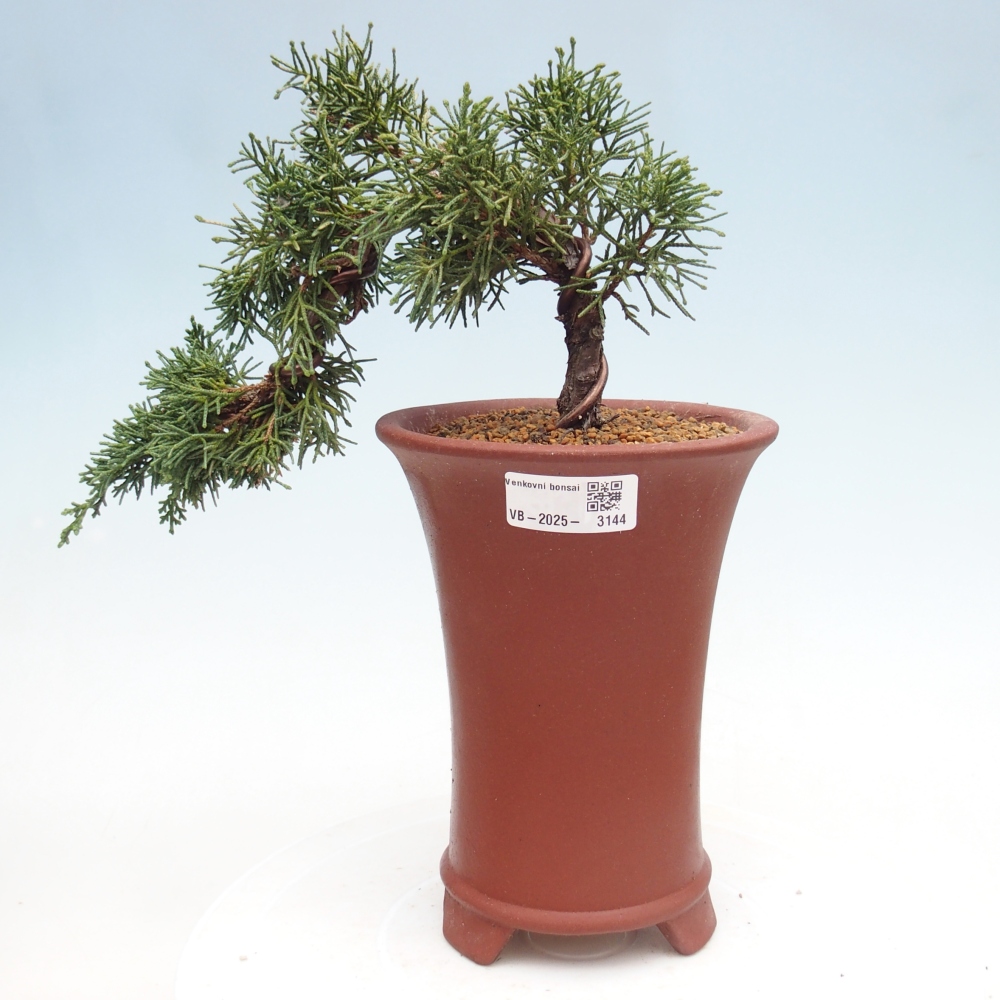 Bonsaï d'extérieur - Juniperus chinensis Kishu