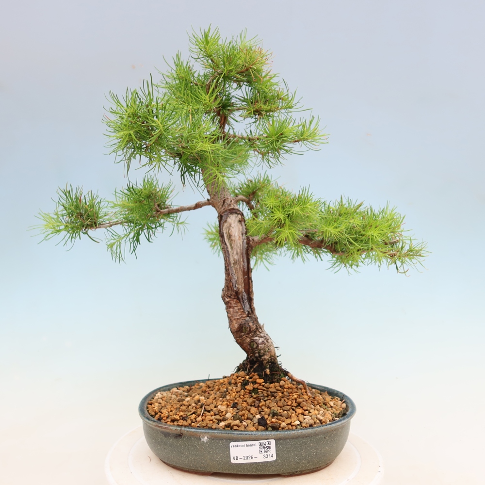 Bonsaï d'extérieur -Larix decidua - Mélèze